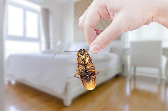 Dezinsekcia